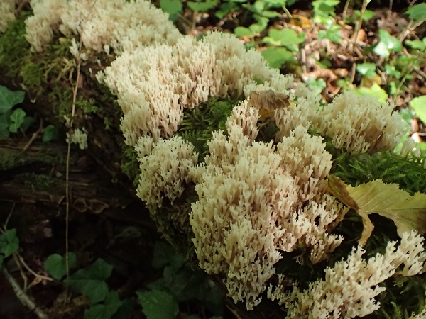 Artomyces pyxidatus