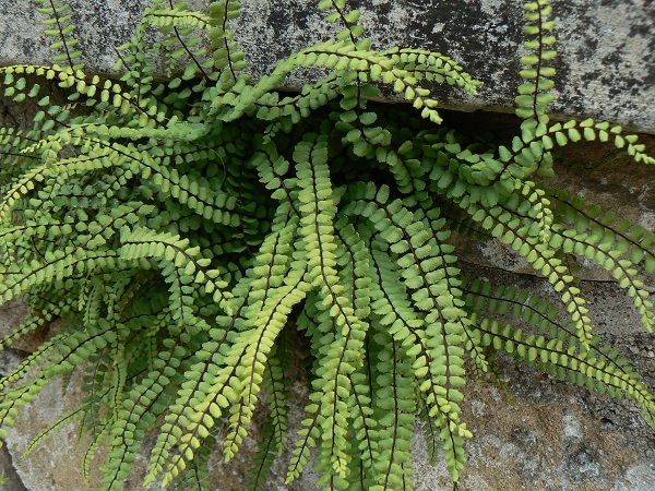 Asplenium trichomanes