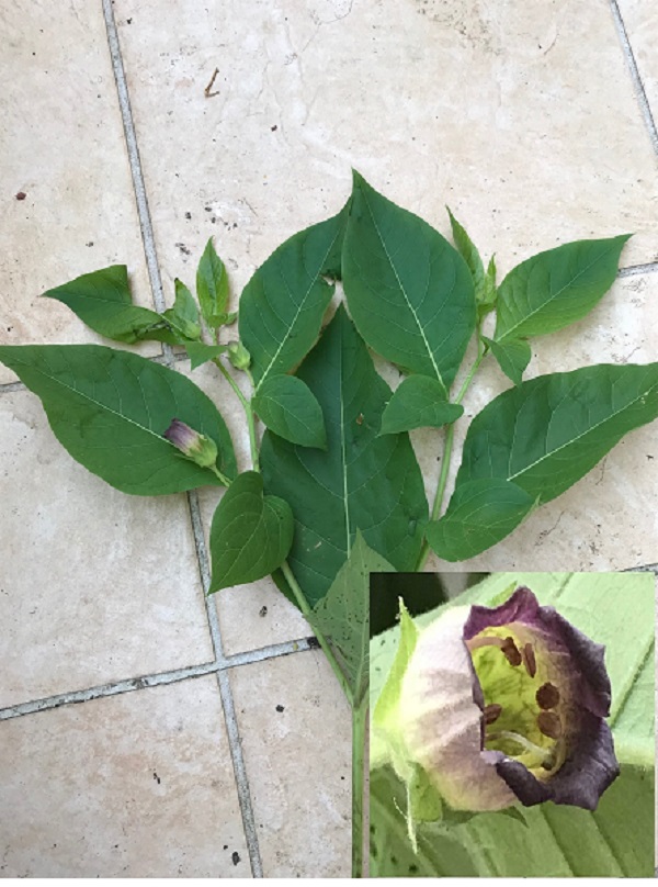 Atropa belladonna