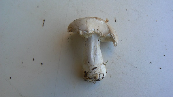 Calocybe gambosa 1