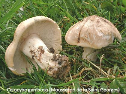 Calocybe gambosa 2