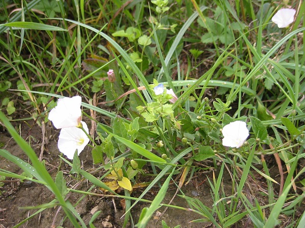 Calystegia sepium