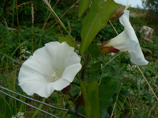 Calystegia silvatica