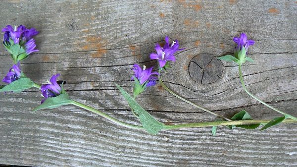 Campanula glomerata