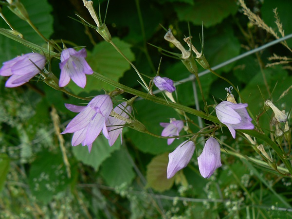 Campanula patula