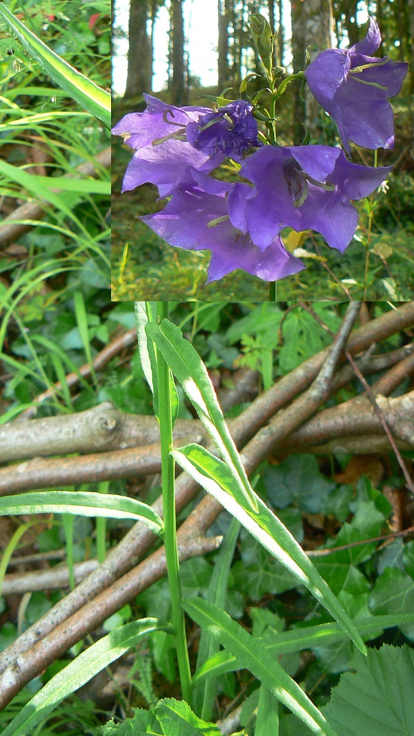 Campanula persicifolia