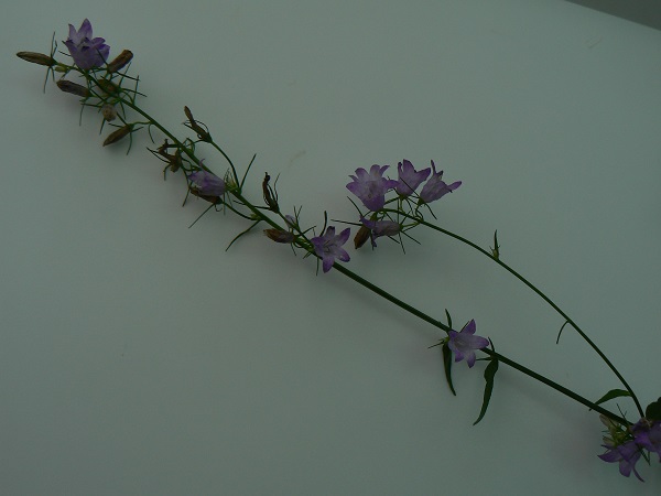 Campanula rapunculus