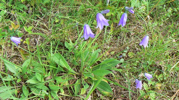 Campanula rotundifolia