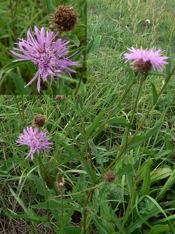 Centaurea jacea