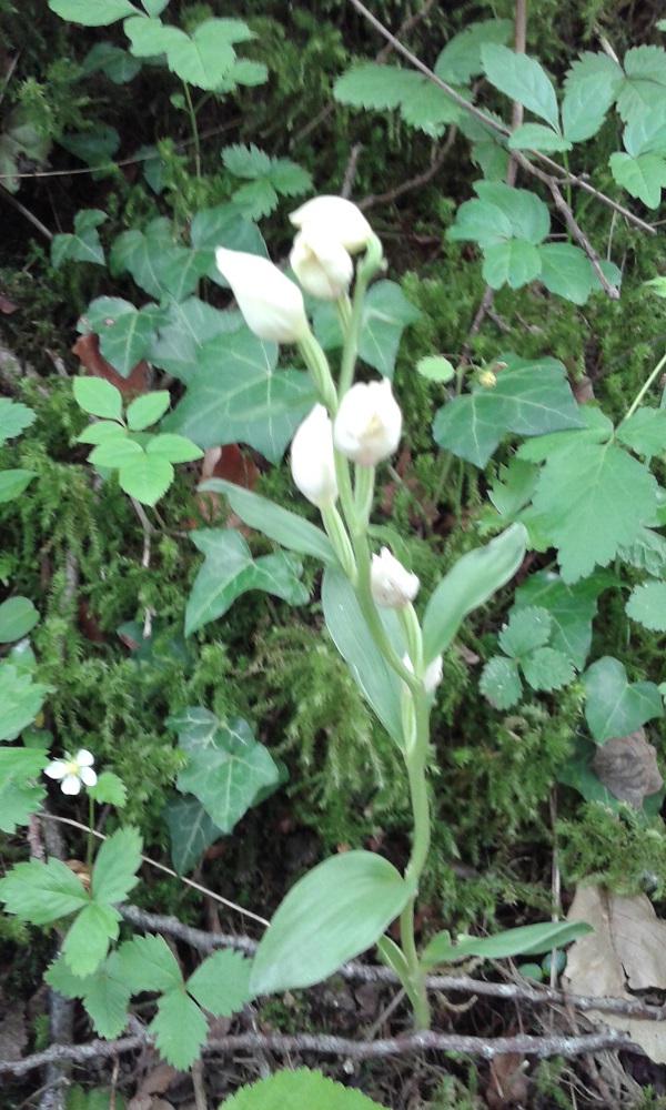 Cephalanthera damasonium