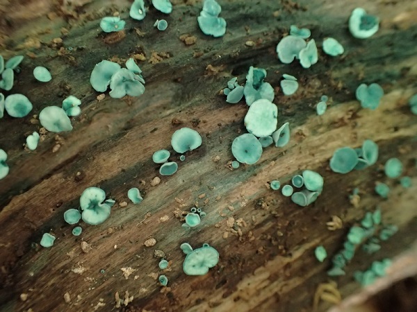 Chlorociboria aeruginascens