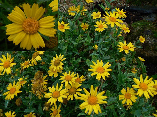 Chrysanthemum segetum