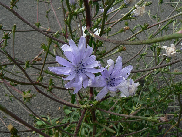 Cichorium intybus