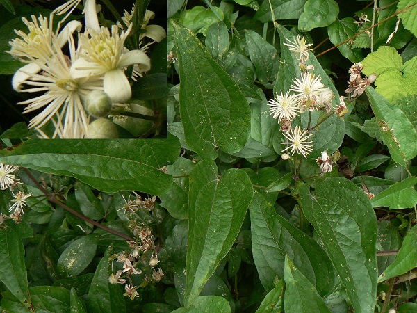 Clematis vitalba