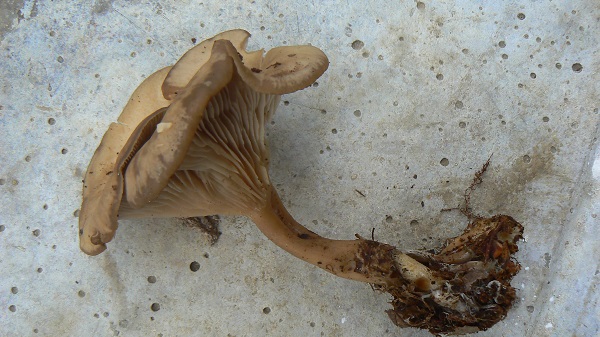 Clitocybe nitriolens