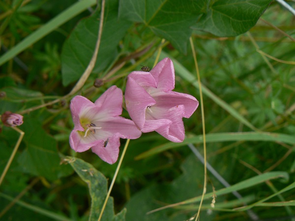 Convolvulus arvensis