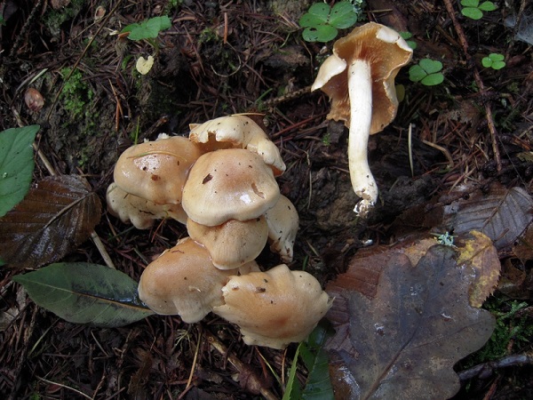 Cortinarius galeobdolon