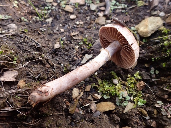 Cortinarius torvus