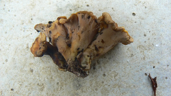 Craterellus ianthinoxanthus