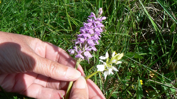 Dactylorhiza fuchsii 7