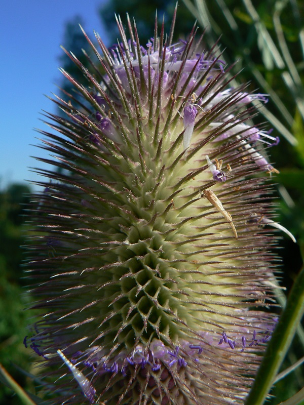 Dipsacus fullonum 1