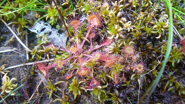 Drosera rotundifolia