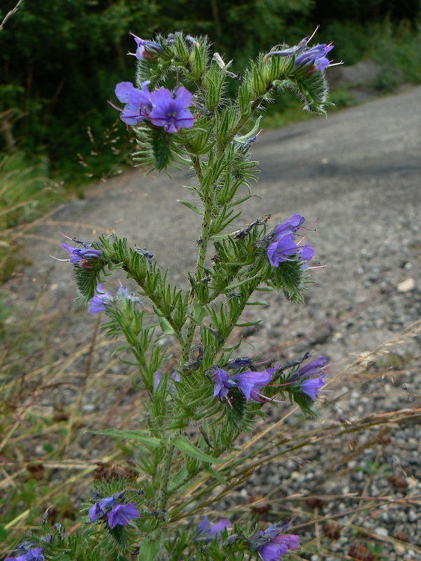 Echium vulgare