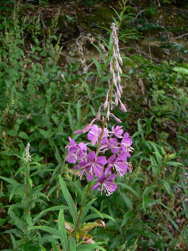 Epilobium angustifolium