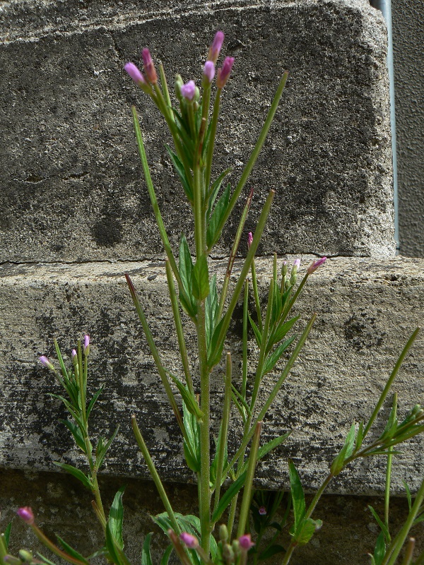 Epilobium montanum