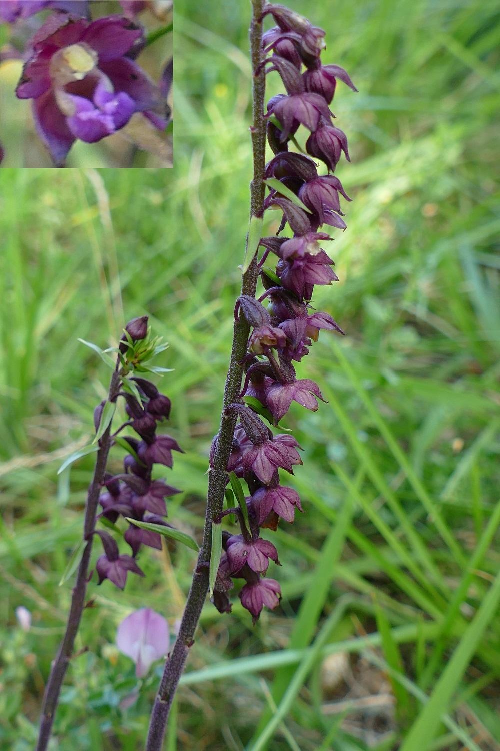 Epipactis atrorubens 07