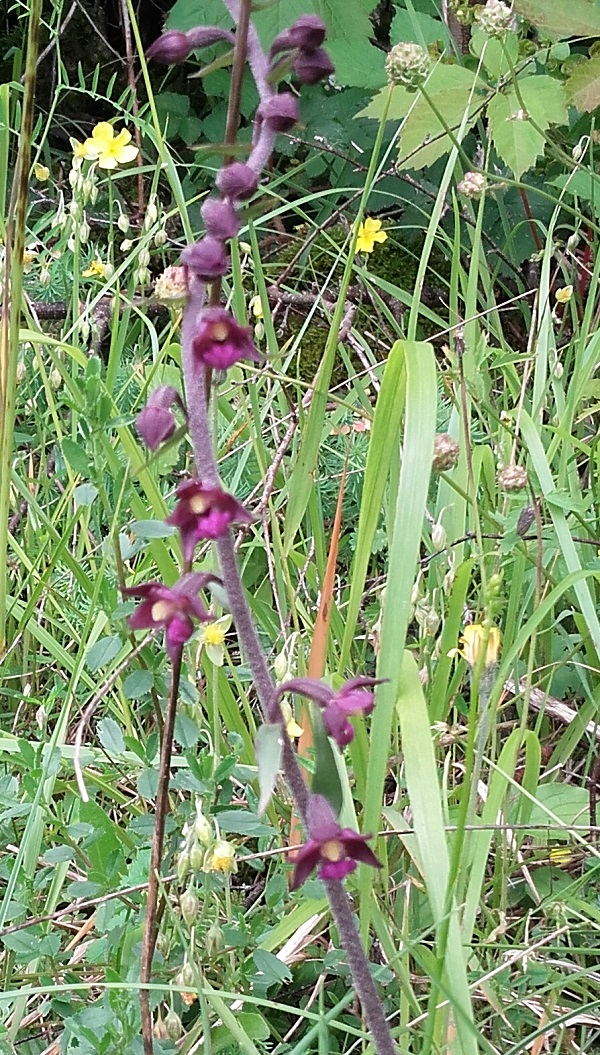 Epipactis atrorubens