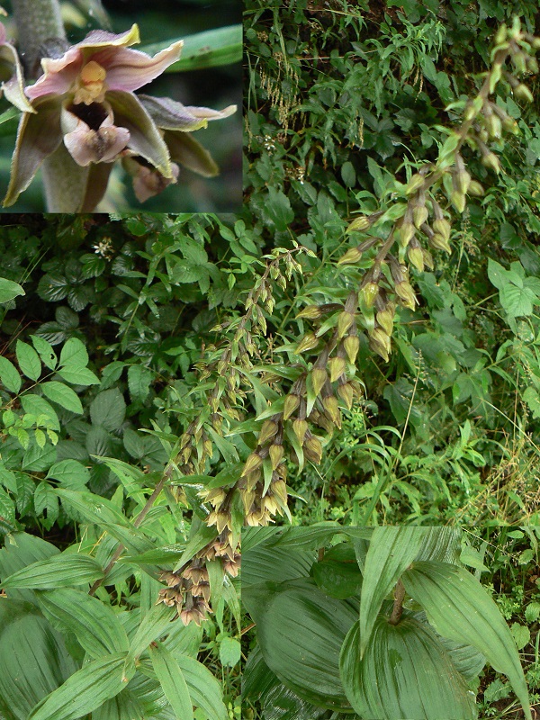 Epipactis helleborine