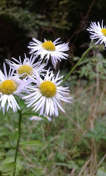 Erigeron annus