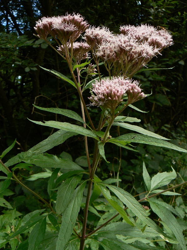 Eupatorium cannabinum