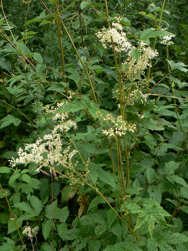 Filipendula ulmaria