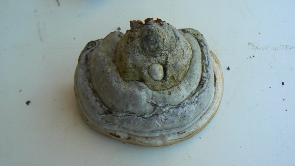 Fomes fomentarius 1