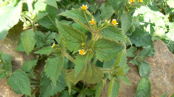 Galinsoga ciliata