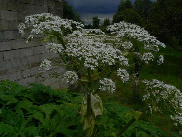 Heracleum mantegazzianum