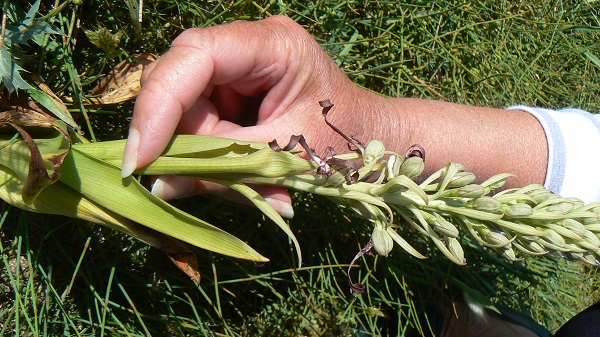 Himantoglossum hircinum