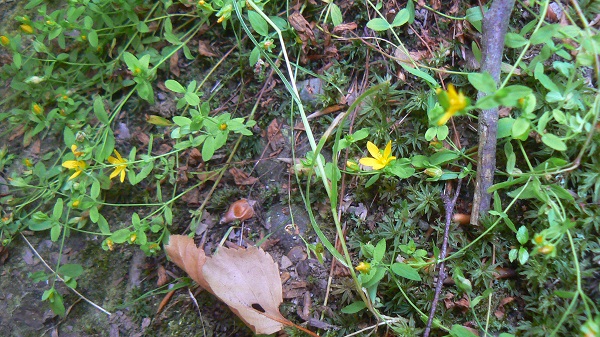 Hypericum humifusum