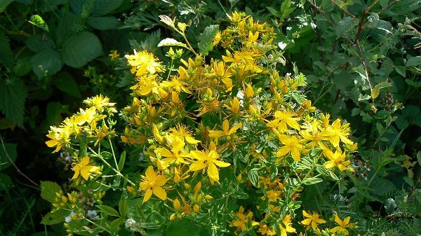 Hypericum perforatum