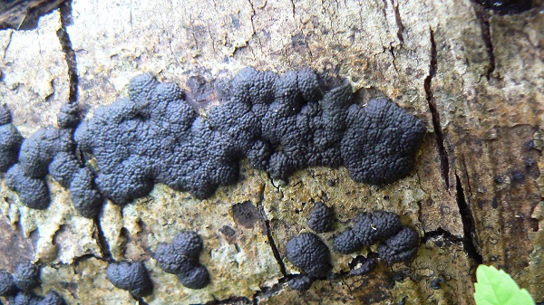 Hypoxylon multiforme 1