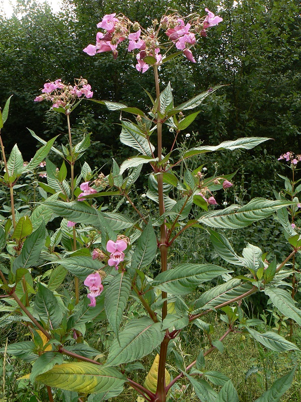 Impatiens glandulifera