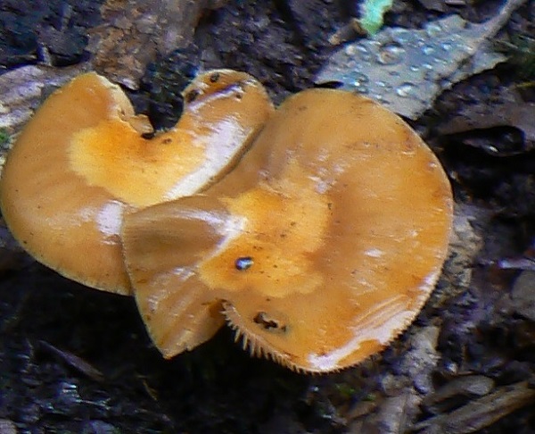 Kuehneromyces mutabilis hygrophane