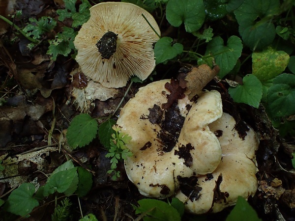 Lactarius acerrimus