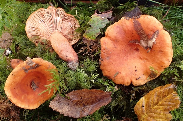 Lactarius britannicus f pseudofulvissimus 1