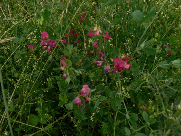 Lathyrus tuberosus