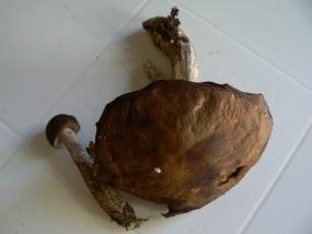 Leccinum carpini