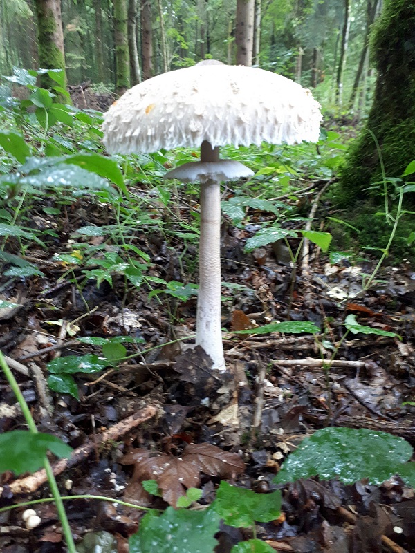 Lepiota procera