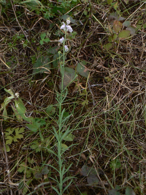 Linaria repens